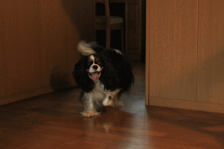 c0145250_15154551.gif