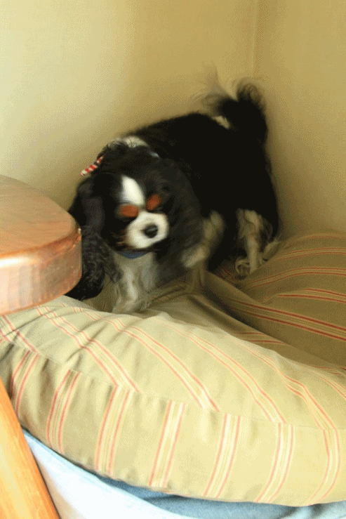 c0145250_15161253.gif