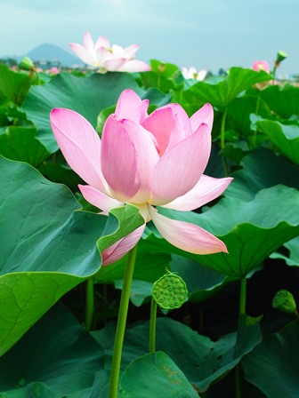 琵琶湖博物館とみずの森 ハスの群生が 朽木小川より Itiのデジカメ日記 針畑ローカルフォトとフォトエッセイ