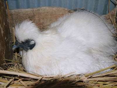ヒナ誕生!の続き!! “母親鳥”誕生の感動のお話し!_a0254656_14362090.jpg