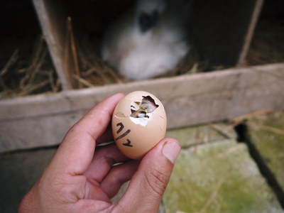 ヒナ誕生!の続き!! “母親鳥”誕生の感動のお話し!_a0254656_15182560.jpg
