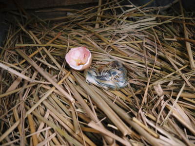 ヒナ誕生!の続き!! “母親鳥”誕生の感動のお話し!_a0254656_152179.jpg
