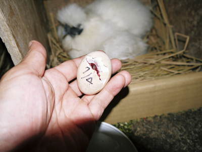 ヒナ誕生!の続き!! “母親鳥”誕生の感動のお話し!_a0254656_15465391.jpg