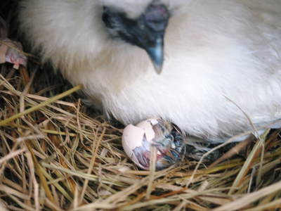 ヒナ誕生!の続き!! “母親鳥”誕生の感動のお話し!_a0254656_16293293.jpg