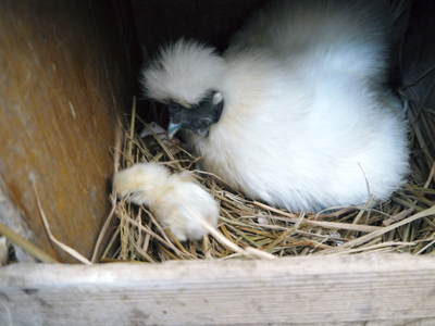 ヒナ誕生!の続き!! “母親鳥”誕生の感動のお話し!_a0254656_16501562.jpg