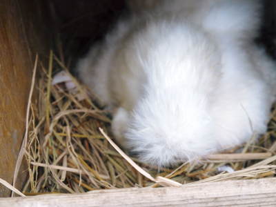 ヒナ誕生!の続き!! “母親鳥”誕生の感動のお話し!_a0254656_1654291.jpg