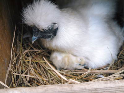ヒナ誕生!の続き!! “母親鳥”誕生の感動のお話し!_a0254656_1658584.jpg