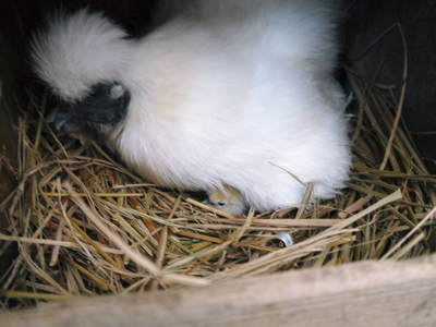 ヒナ誕生!の続き!! “母親鳥”誕生の感動のお話し!_a0254656_1772946.jpg