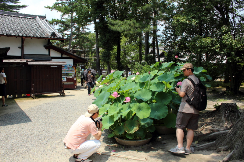 唐招提寺の蓮_c0272958_2201357.jpg