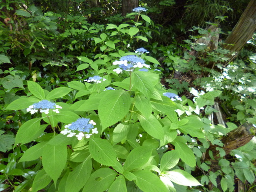 三ノ峰・別山で出会った花_d0231858_7252266.jpg