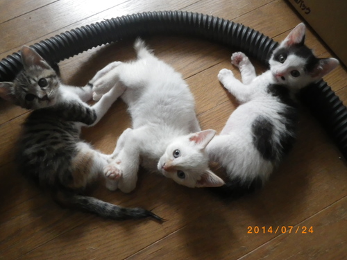 遊びをせんとや生まれけむ_e0290580_1393276.jpg