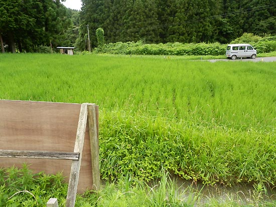 7月24日の田んぼ(月光原小・西根小)_d0247484_171814100.jpg