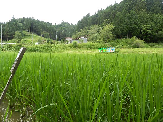 7月24日の田んぼ(月光原小・西根小)_d0247484_17185970.jpg