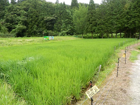 7月24日の田んぼ(月光原小・西根小)_d0247484_17192128.jpg