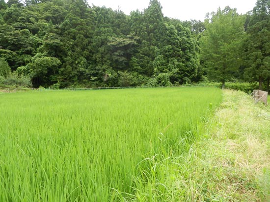 7月24日の田んぼ(月光原小・西根小)_d0247484_1720157.jpg