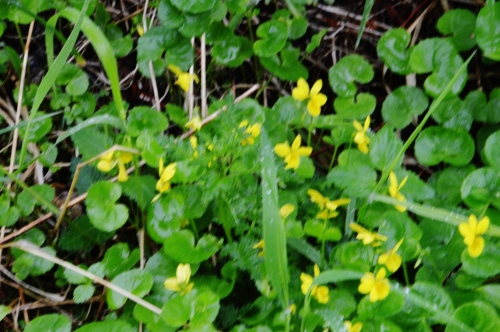 千畳敷カールに咲く高山植物_b0329186_15524765.jpg