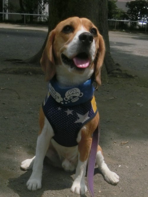 a0319693_7401988.jpg