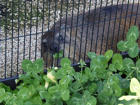 福山市立動物園　ケープハイラックス_f0297893_2114737.jpg