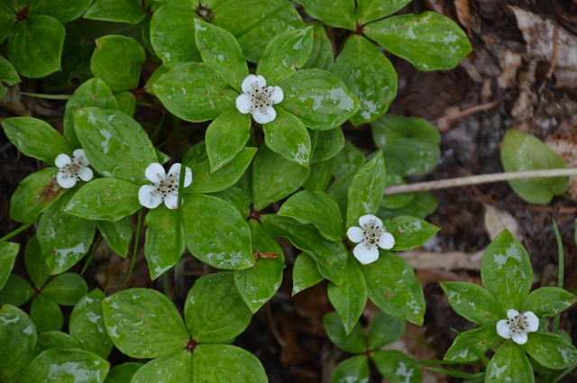 c0124100_1534194.jpg