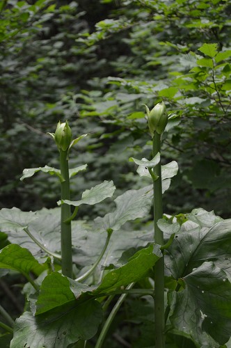 c0124100_1571858.jpg