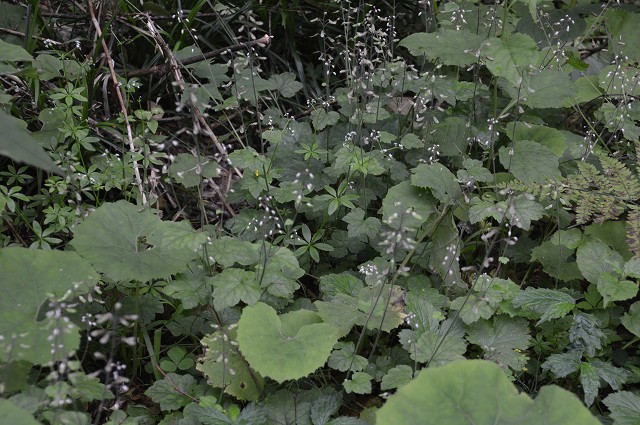 c0124100_1572889.jpg