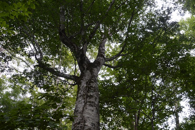 c0124100_1574358.jpg