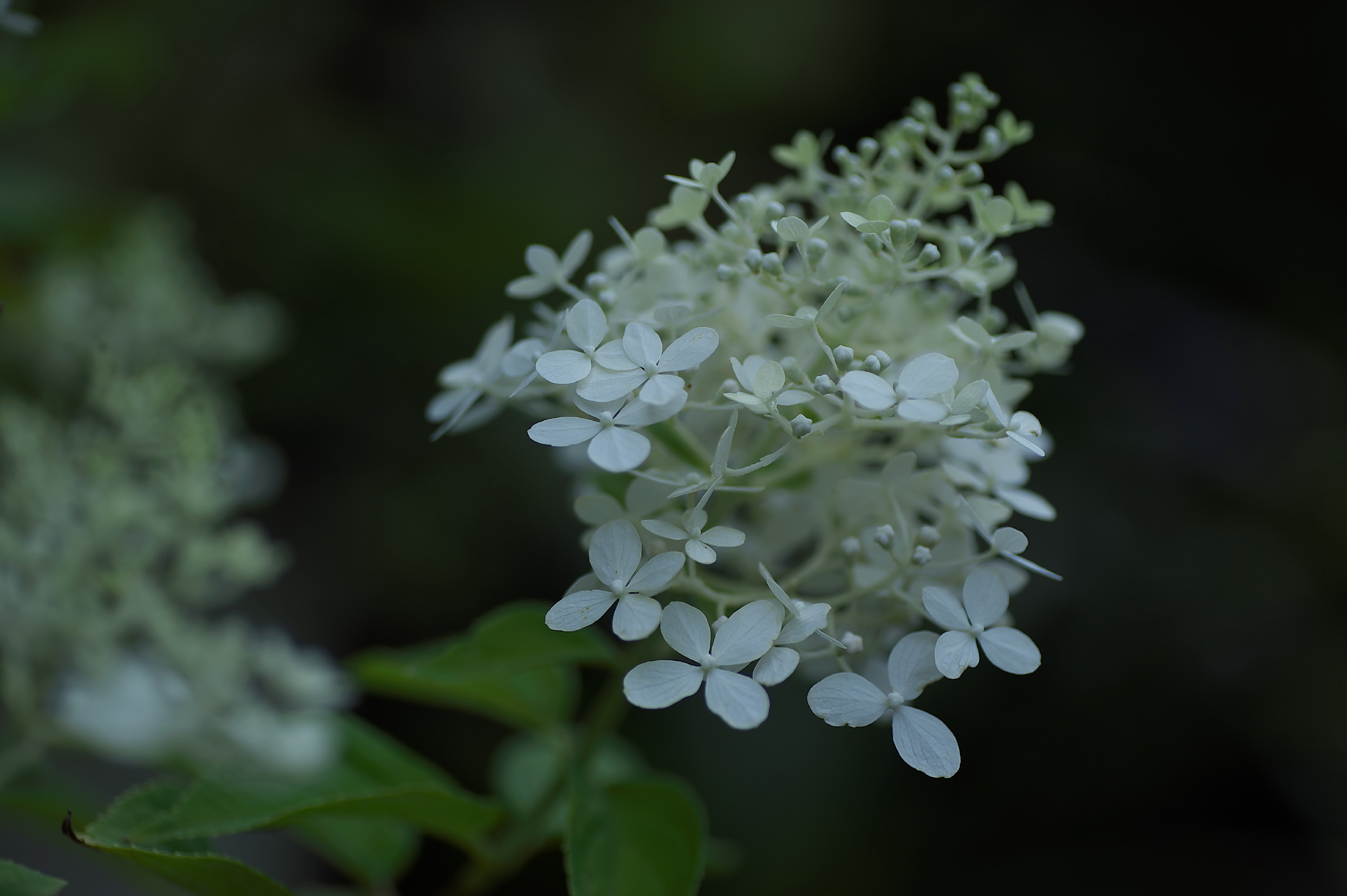 我が家の庭でノリウツギの白い花が咲きました_f0000502_1724645.jpg