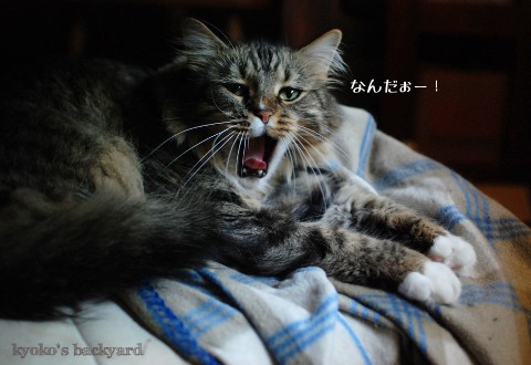 前足揃えてお昼寝中_b0253205_122525.jpg
