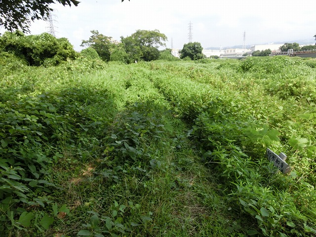 ジヤトコさんも本格参加? 本年度2回目の滝川の草刈り清掃_f0141310_646920.jpg