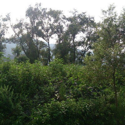 f0148410_1184592.jpg