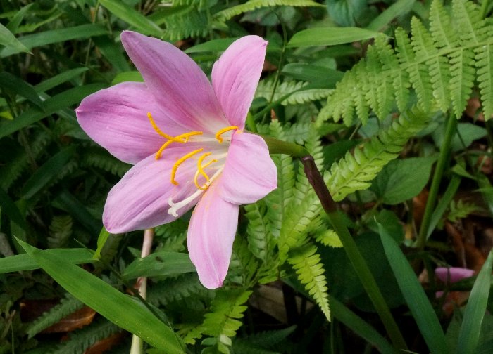 伊豆の紫陽花　大川付近_e0021129_16245688.jpg