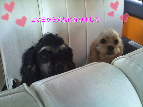 c0223630_0353538.png