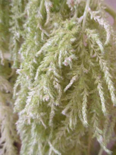 c0232541_1648159.jpg