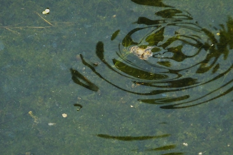 源五郎？・・・水の中を動き回る虫　　　　_b0236251_15575624.jpg