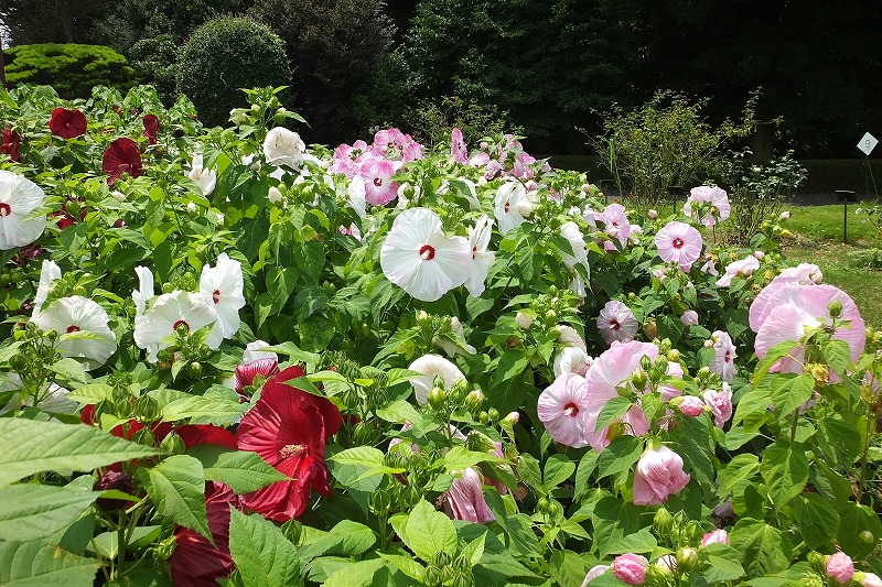 源五郎？・・・水の中を動き回る虫　　　　_b0236251_16103180.jpg