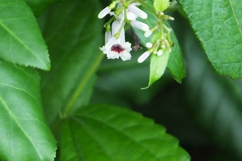 源五郎？・・・水の中を動き回る虫　　　　_b0236251_1627832.jpg