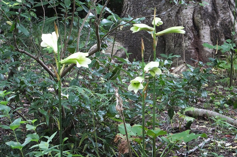 源五郎？・・・水の中を動き回る虫　　　　_b0236251_1681824.jpg