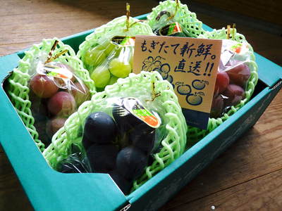熊本ぶどう　社方園　匠のぶどうがテレビや雑誌で紹介されます_a0254656_18541561.jpg