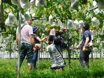 熊本ぶどう　社方園　匠のぶどうがテレビや雑誌で紹介されます_a0254656_1994751.jpg