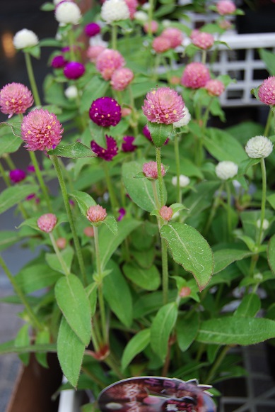 花苗、入荷しています!!_a0201358_14475531.jpg