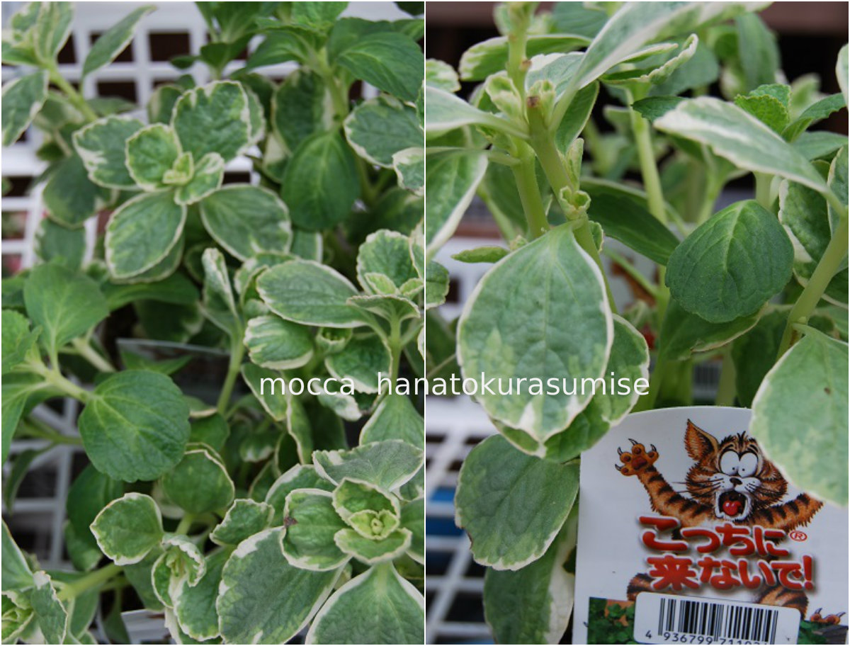 花苗、入荷しています!!_a0201358_14494150.jpg