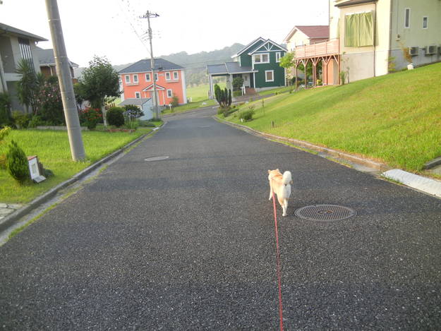 ’14,7,25(金)勝浦にも猛暑がやってきた!_f0060461_10464285.jpg