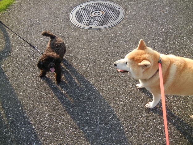 ’14,7,25(金)勝浦にも猛暑がやってきた!_f0060461_1056068.jpg