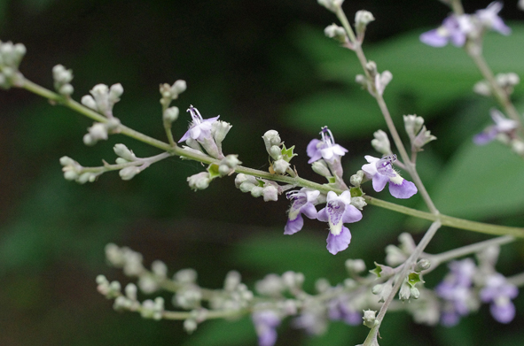 小石川植物園　夏の花を味わう_e0235964_16161273.jpg