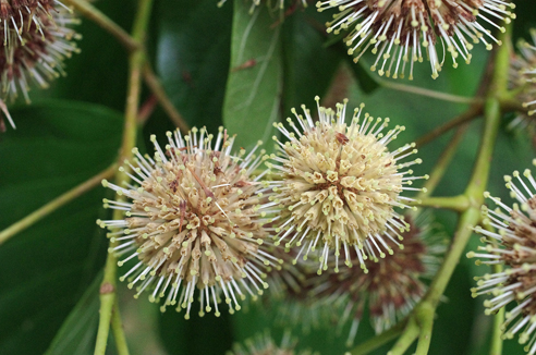 小石川植物園　夏の花を味わう_e0235964_167133.jpg