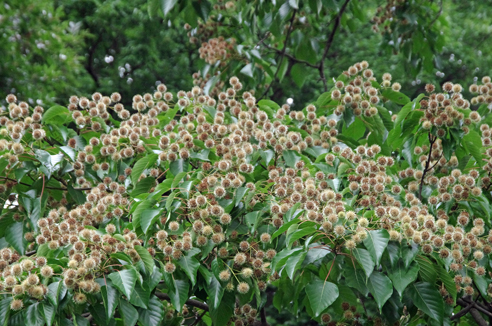 小石川植物園　夏の花を味わう_e0235964_1675216.jpg