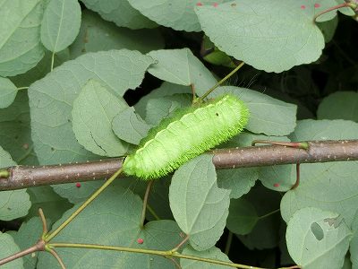 カツラの枝に緑色のイモムシが 北軽1130 カツラの枝に緑色のイモムシが 北軽1130