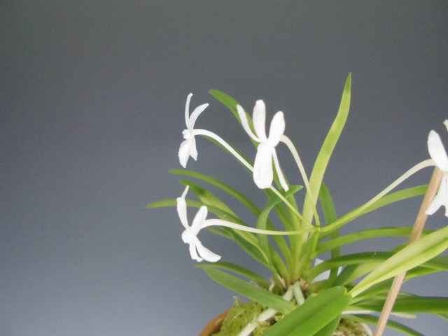 富貴蘭 雛童 : DREAM GRASSES