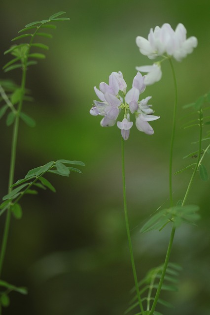 夏のバラ。草花。_d0177073_8581319.jpg