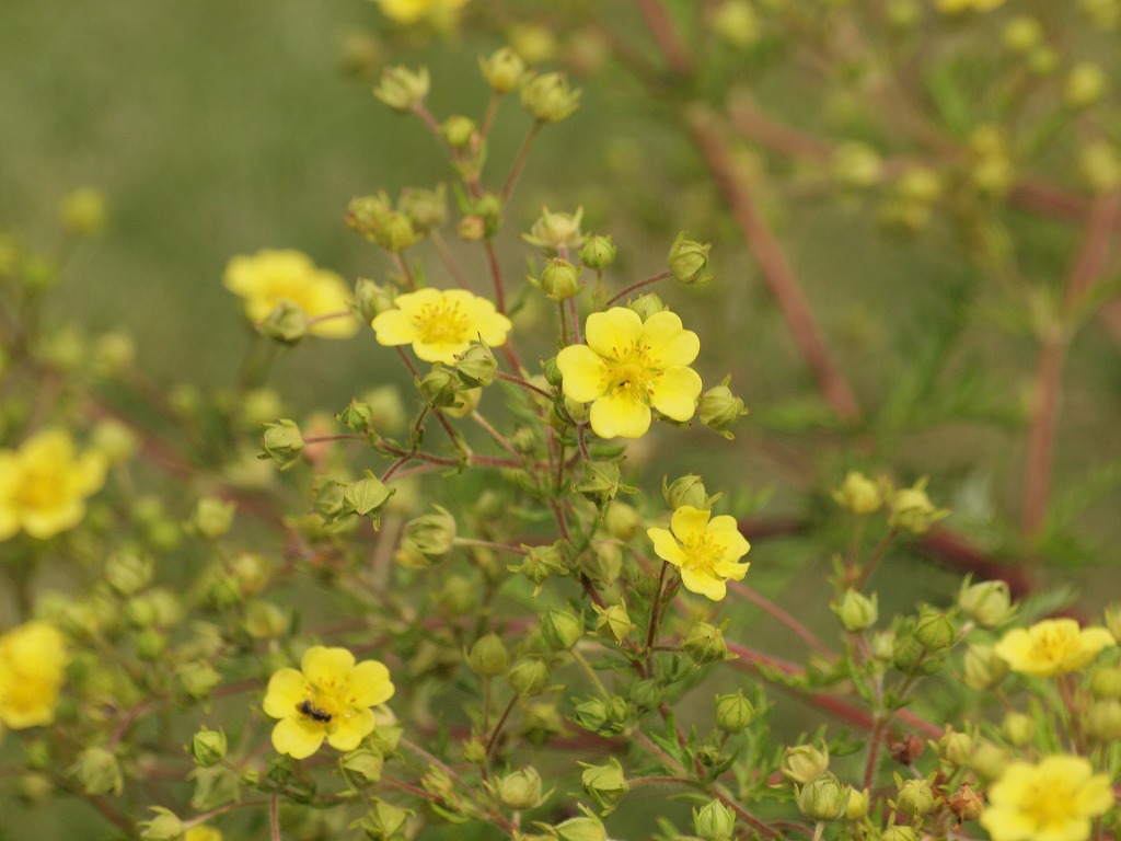 『河原柴胡(カワラサイコ)の花達・・・・・』_d0054276_20165493.jpg